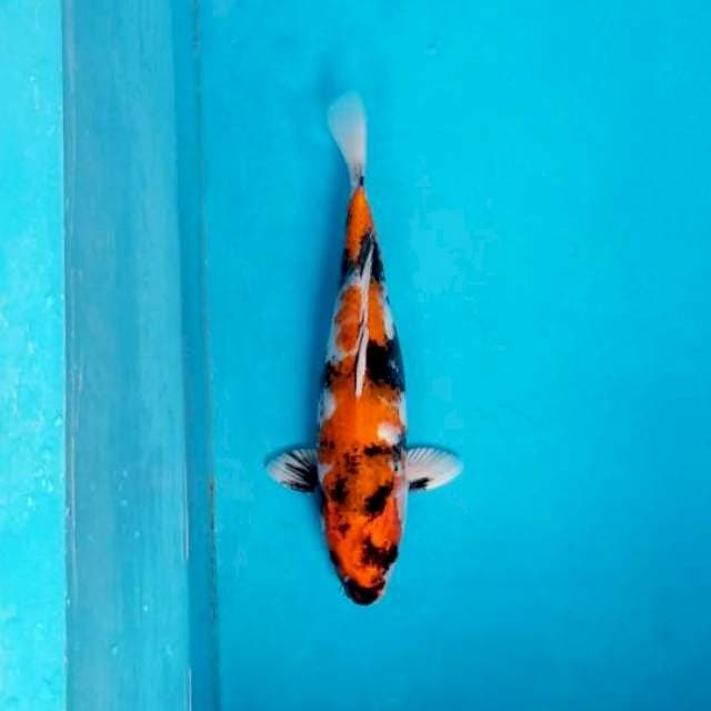 KIN SHOWA 34 CM