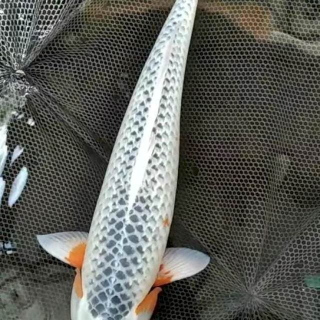 Asagi super jumbo F1 ogata