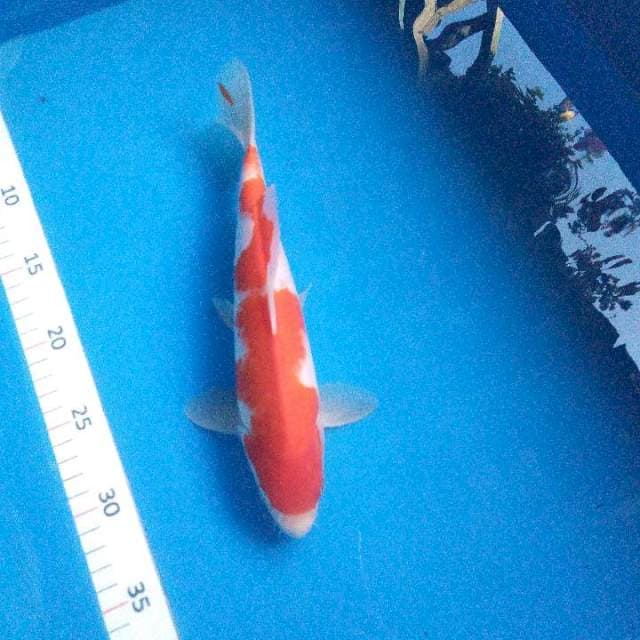KOHAKU MANTEP