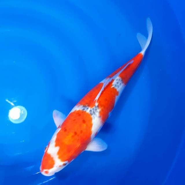 Indukan ghosiki 46 cm 