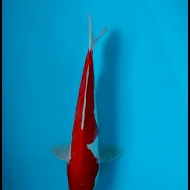 Kohaku doit 35cm