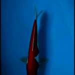 Kohaku doit 35cm