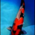 Showa 37cm
