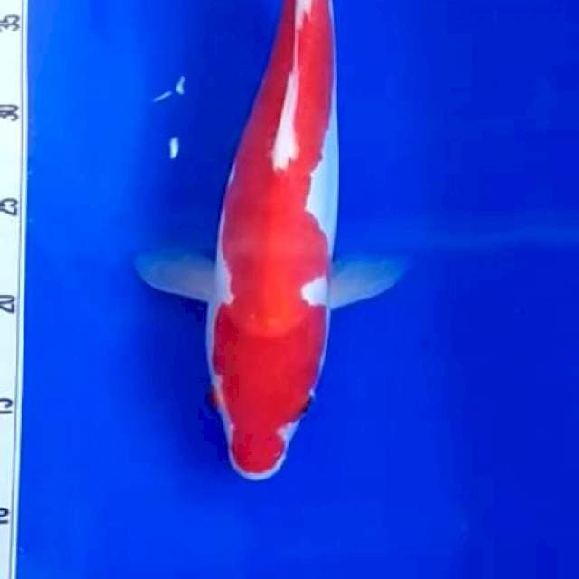 Kohaku doit josss