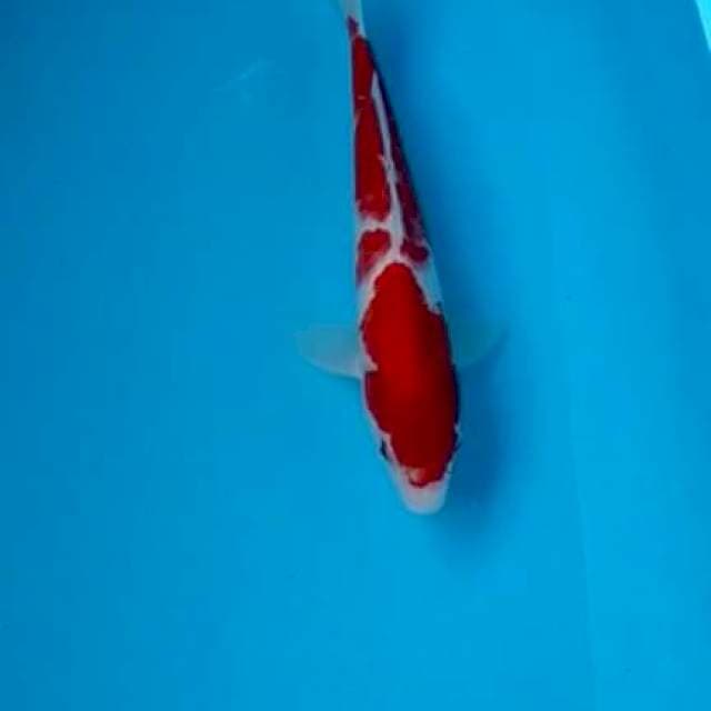 Josss kohaku