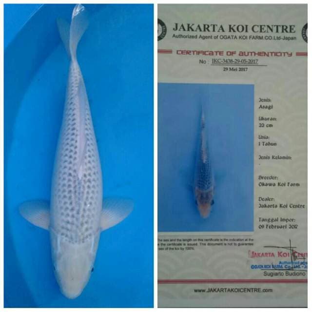Okawa Jumbo Female Asagi