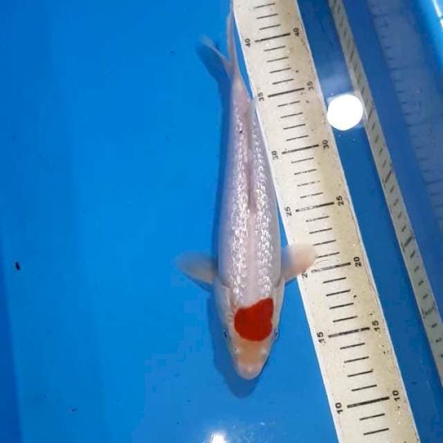 TANCHO SANKE FULL GINDRIN 29 CM