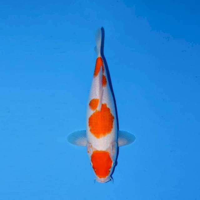 Maruten kohaku