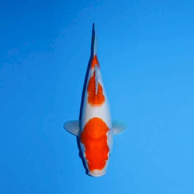 Sandan kohaku