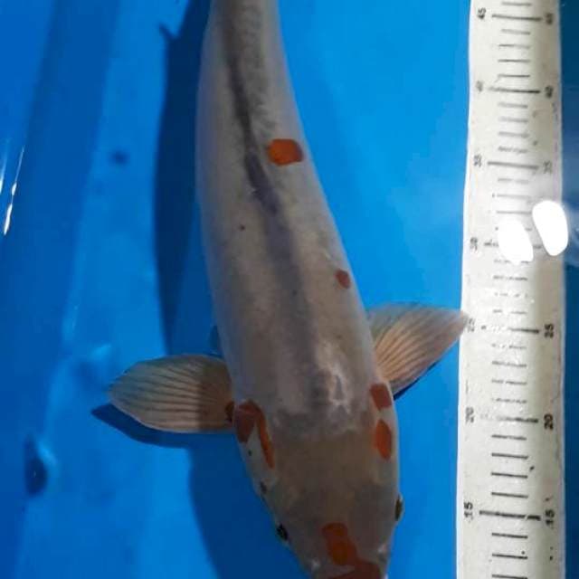 OCHIBA DOITSU 50 CM