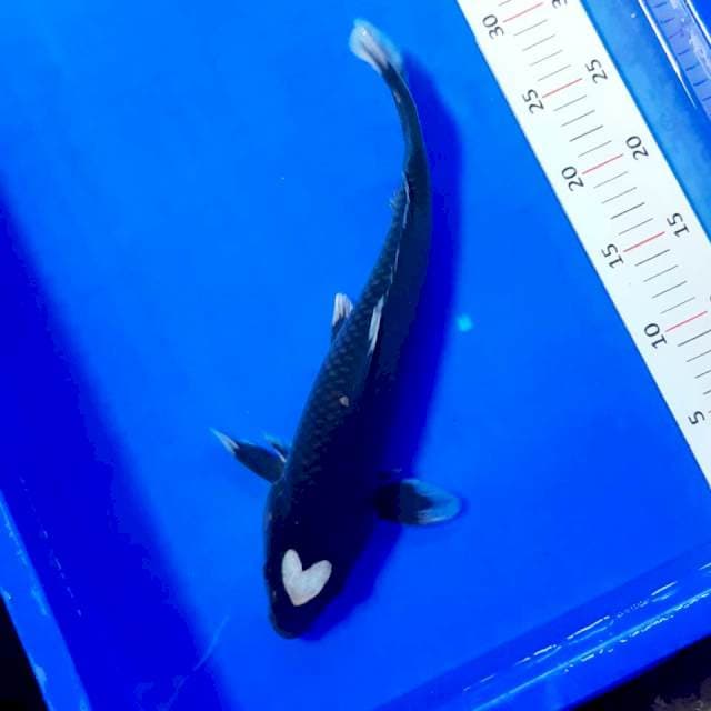 Tancho karasu 35cm male