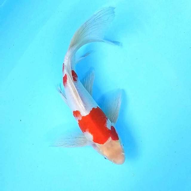 9. Kohaku || 35 cm || Male