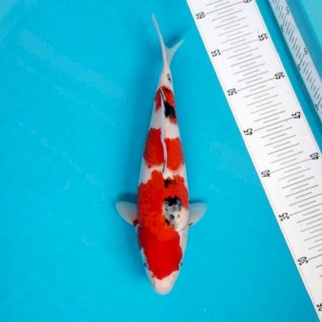 SANDAN SANKE STRONG 30 CM