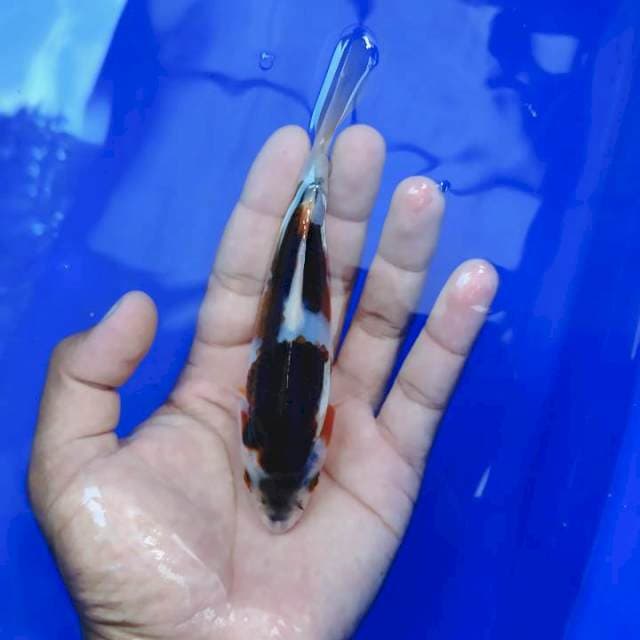 Budogoromo14cm