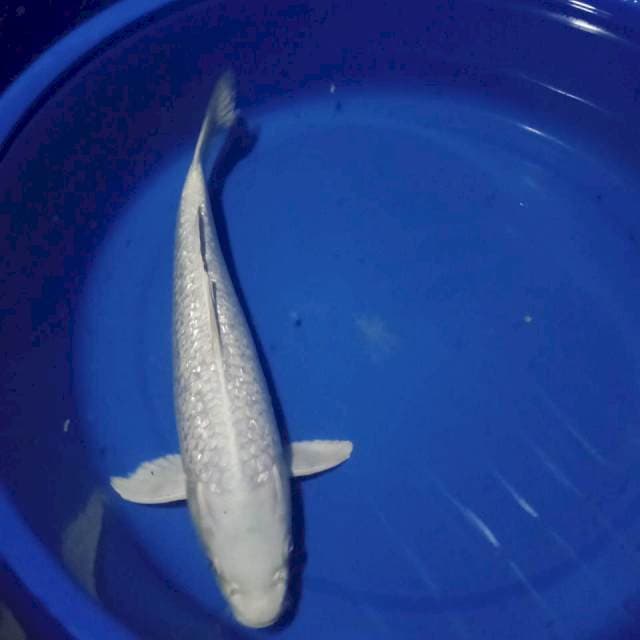 Platinum ginrin 39 cm