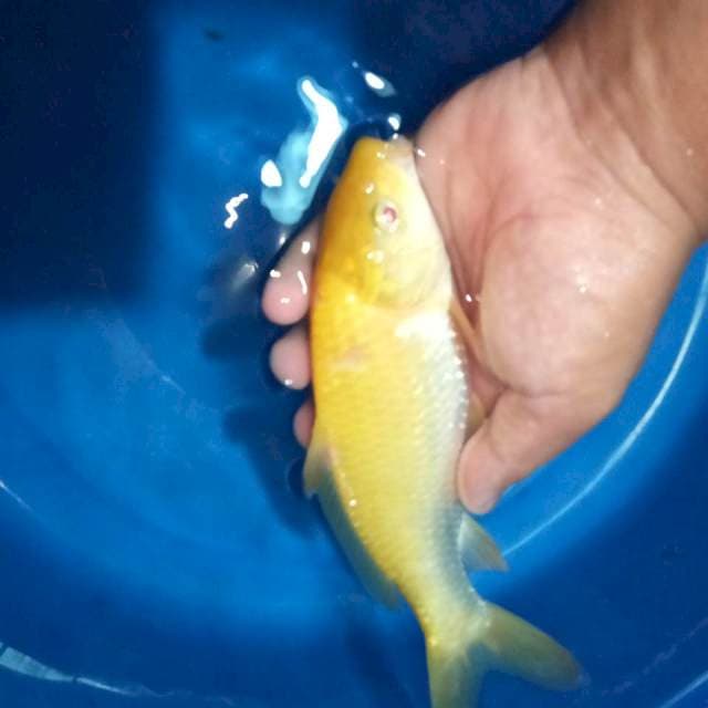 Karasi mata merah 25 cm minus sisik ad yg lepas