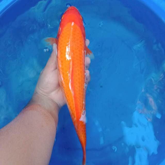 Benigoi 45 cm