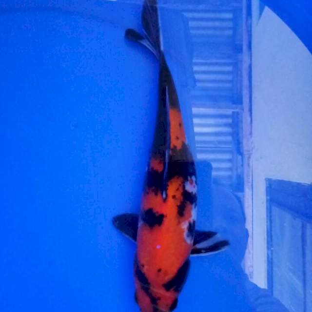 Showa 25 cm 