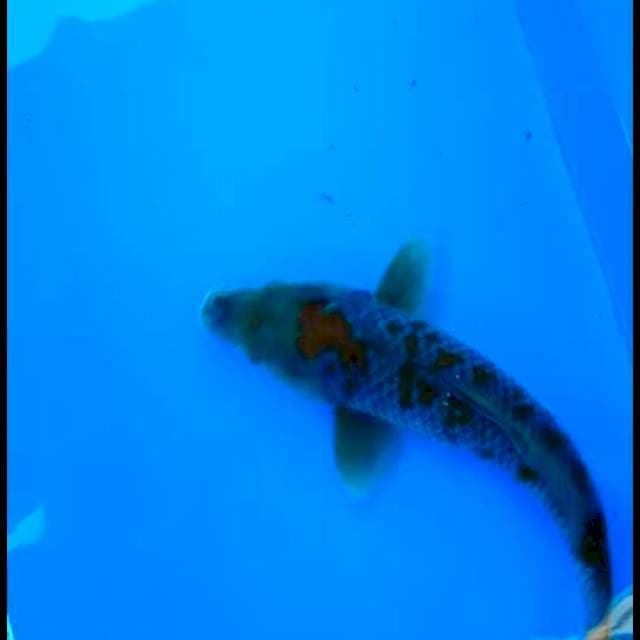 Ochiba 35 cm 
