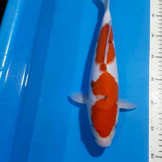 SANKE 35 CM