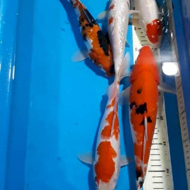 KOHAKU SANKE SHOWA TANCHO 27-32 CM