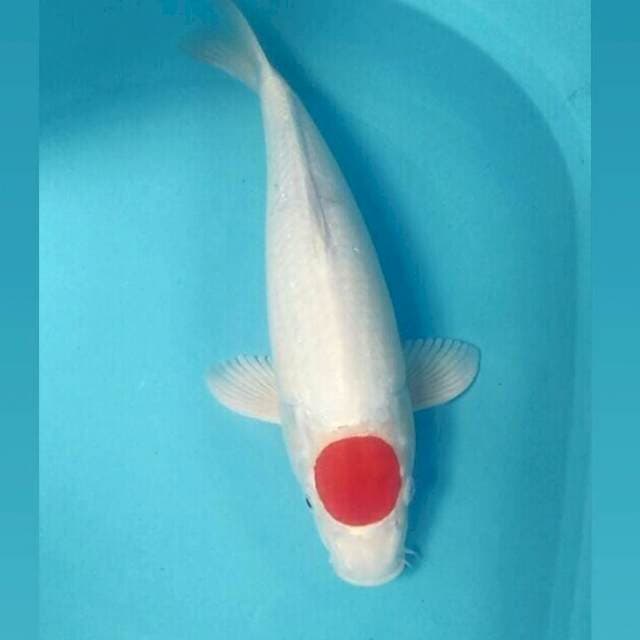 Tancho Kohaku, 50 cm