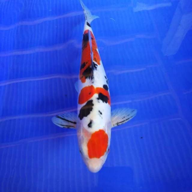 Taisho sanshoku