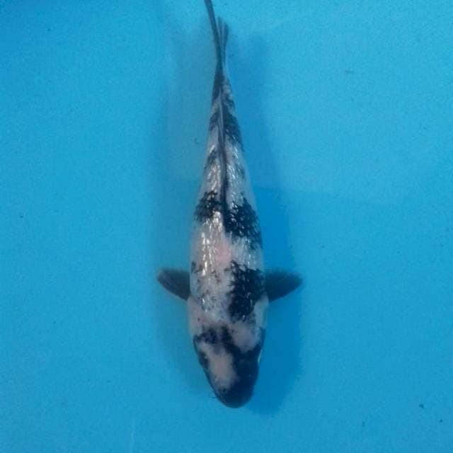 Shiro Ginrin, 23 cm