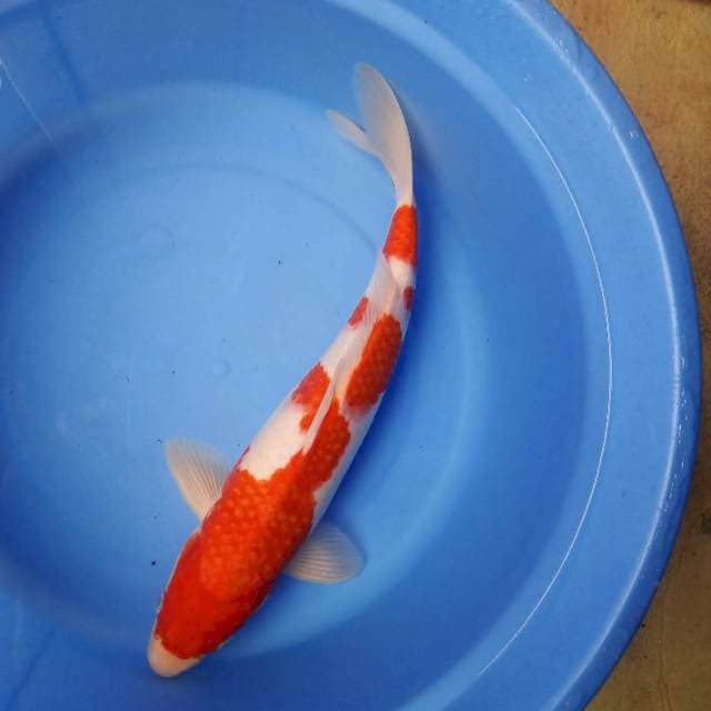 Kohaku 