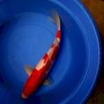 Kohaku 