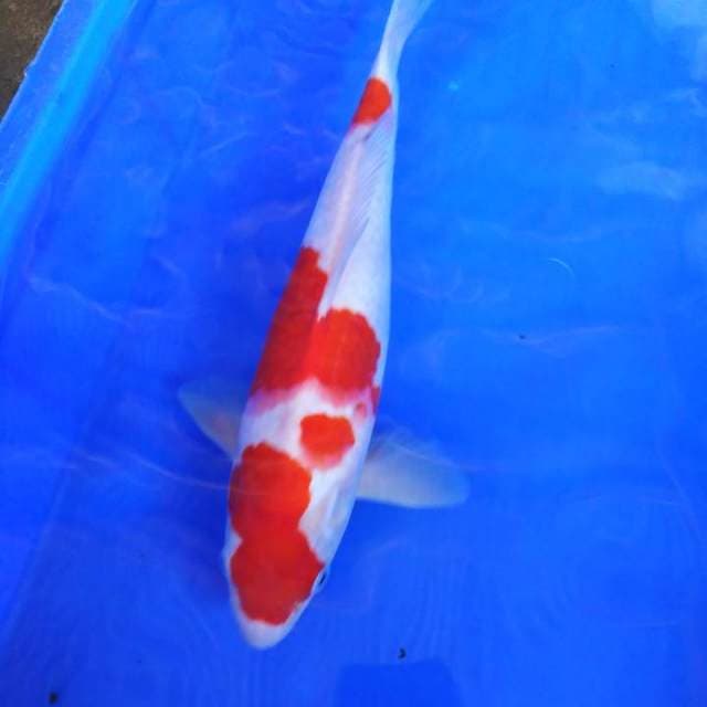 Kohaku