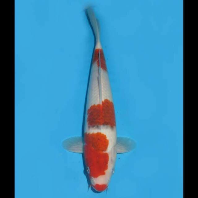 Ai Goromo F1 - 32cm Male