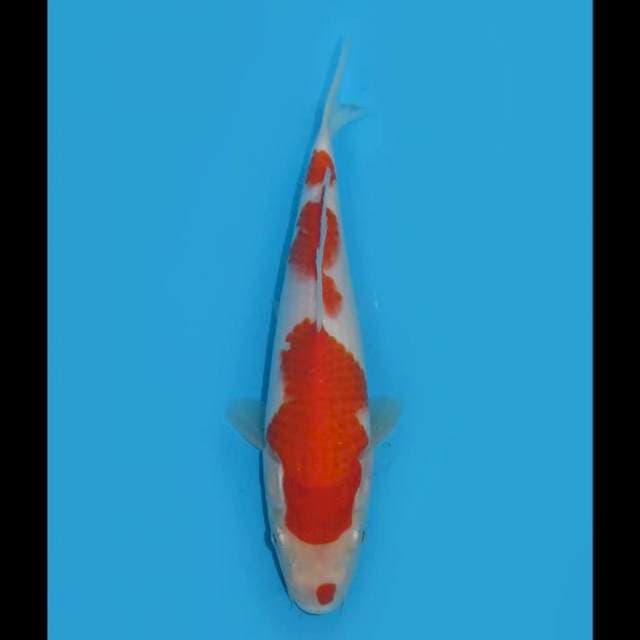 Kohaku HQ - 24cm Male 