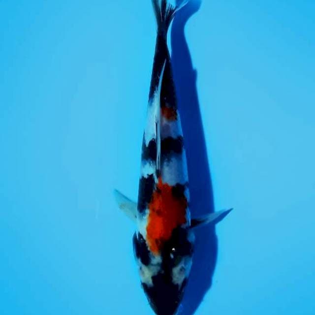 SHOWA_27CM