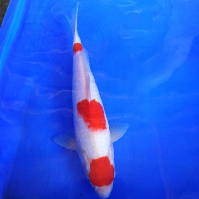 Kohaku