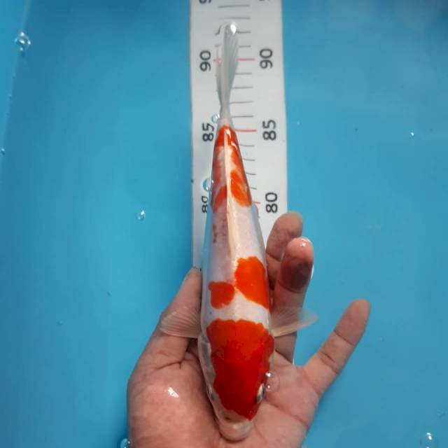 Kikushui*22cm