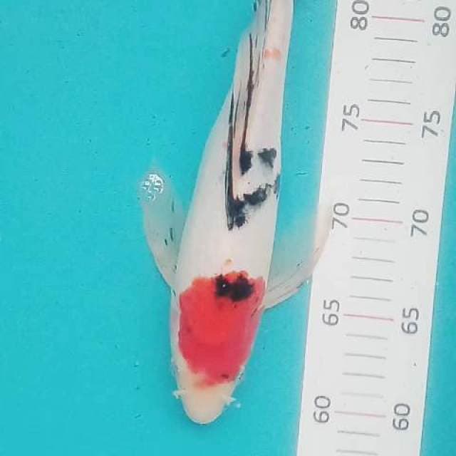 Kumpay sanke 33 cm