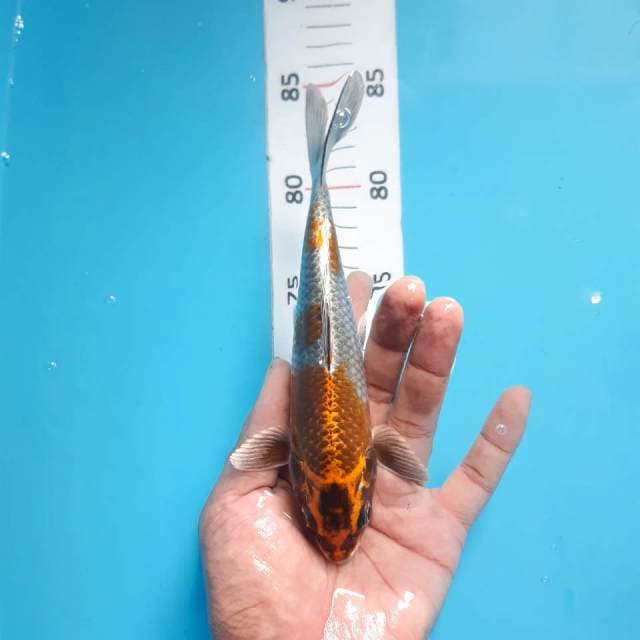 Antik*19cm