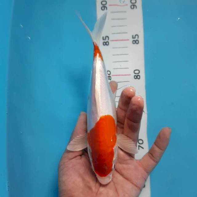 Kikushui*20cm
