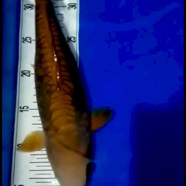 Chagoi aragoke 36 cm famale
