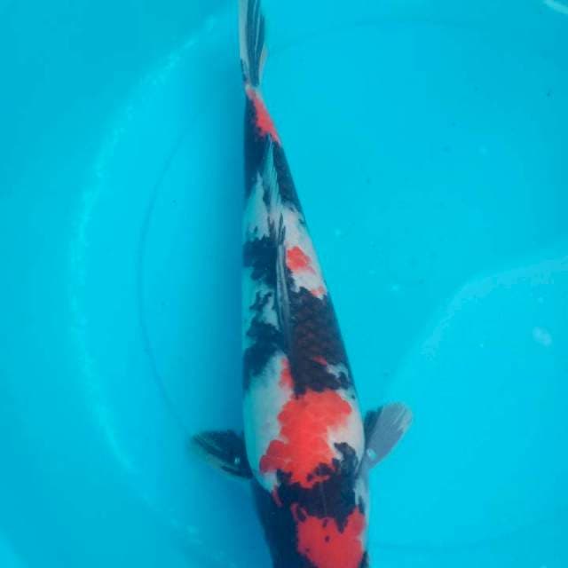 kindai showa male 36cm