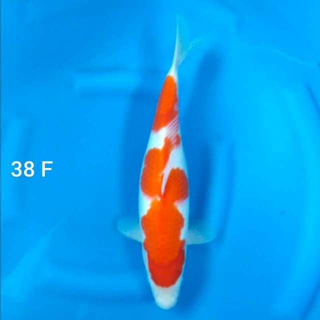 KOHAKU - 38 F