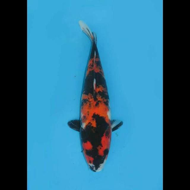 RED KNIGHT - SHOWA SANSHOKU 30cm FEMALE
