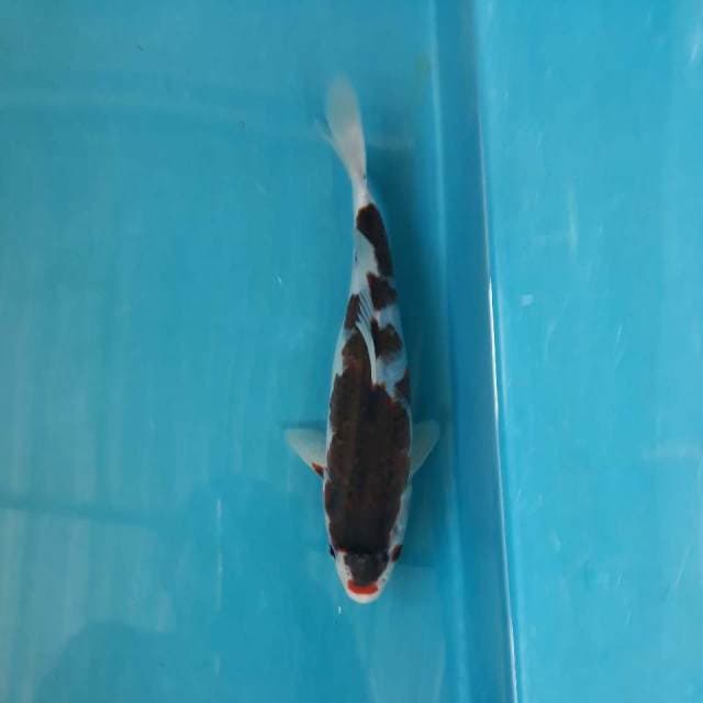 Black Kohaku - Budho Goromo