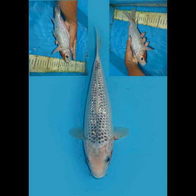 BLUE SEA - NARUMI ASAGI GINRIN 25cm FEMALE