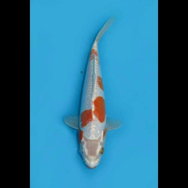 RED BULL - GIN KOHAKU DOITSU 27cm FEMALE