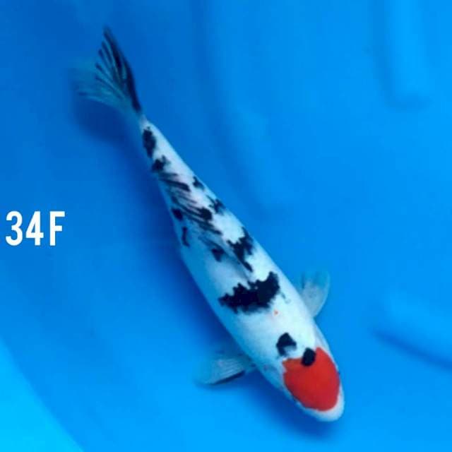TANCHO SANKE ORI 34F