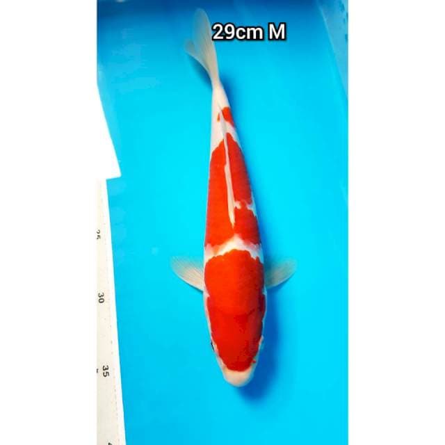 Kohaku 29cm Male Red Strong