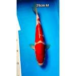 Kohaku 29cm Male Red Strong