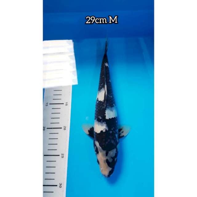 SHIRO 29cm MALE
